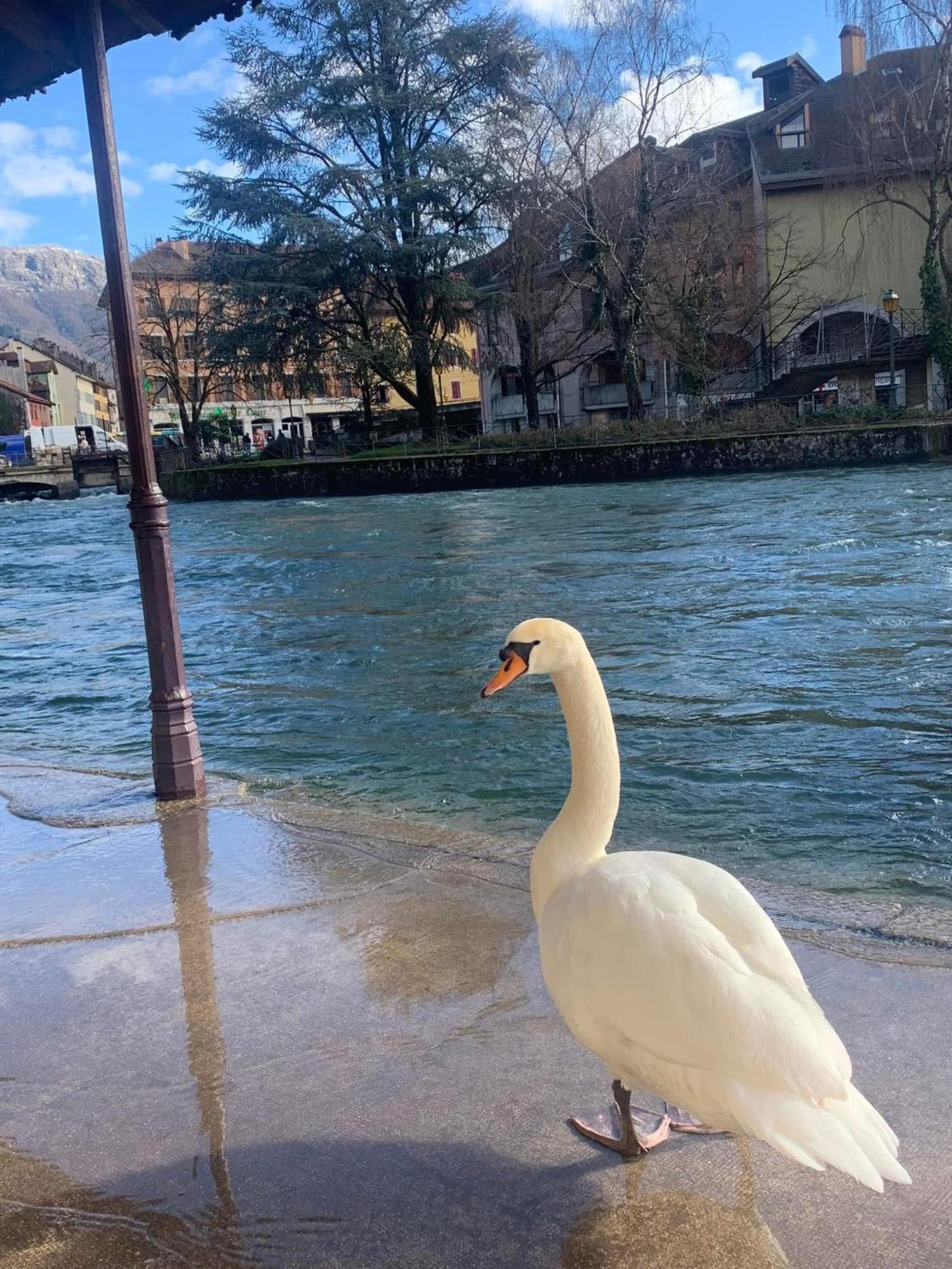 アヌシーLa Petite Venise Des Alpes, Ultra Centre 1 A 5 Persアパートメント エクステリア 写真